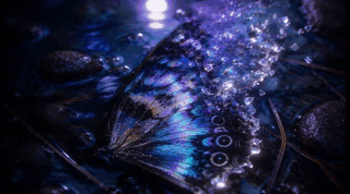 Wing of Emptiness